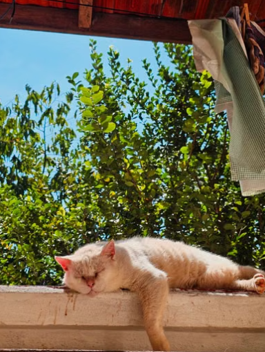 Naps: When They Help and When They Disrupt Sleep